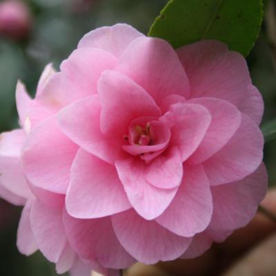 Camellia x 'Spring Festival'-5-
