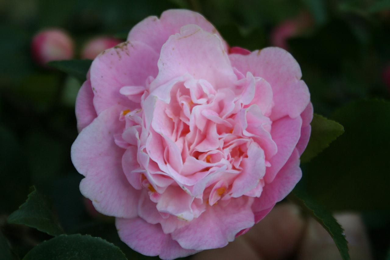 Camellia x 'Sweet Emily Kate'-4-