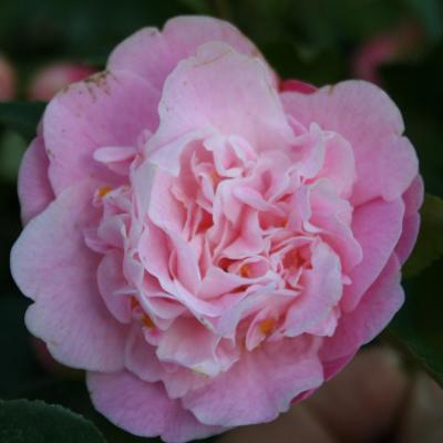 Camellia x 'Sweet Emily Kate'-4-