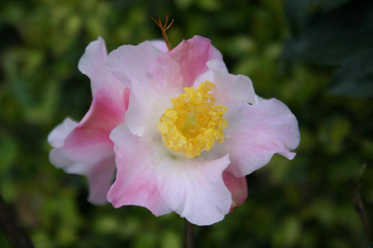 Camellia x 'Tiny Star'-3-