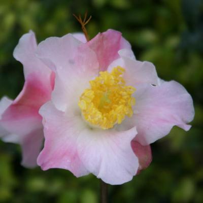Camellia x 'Tiny Star'-3-
