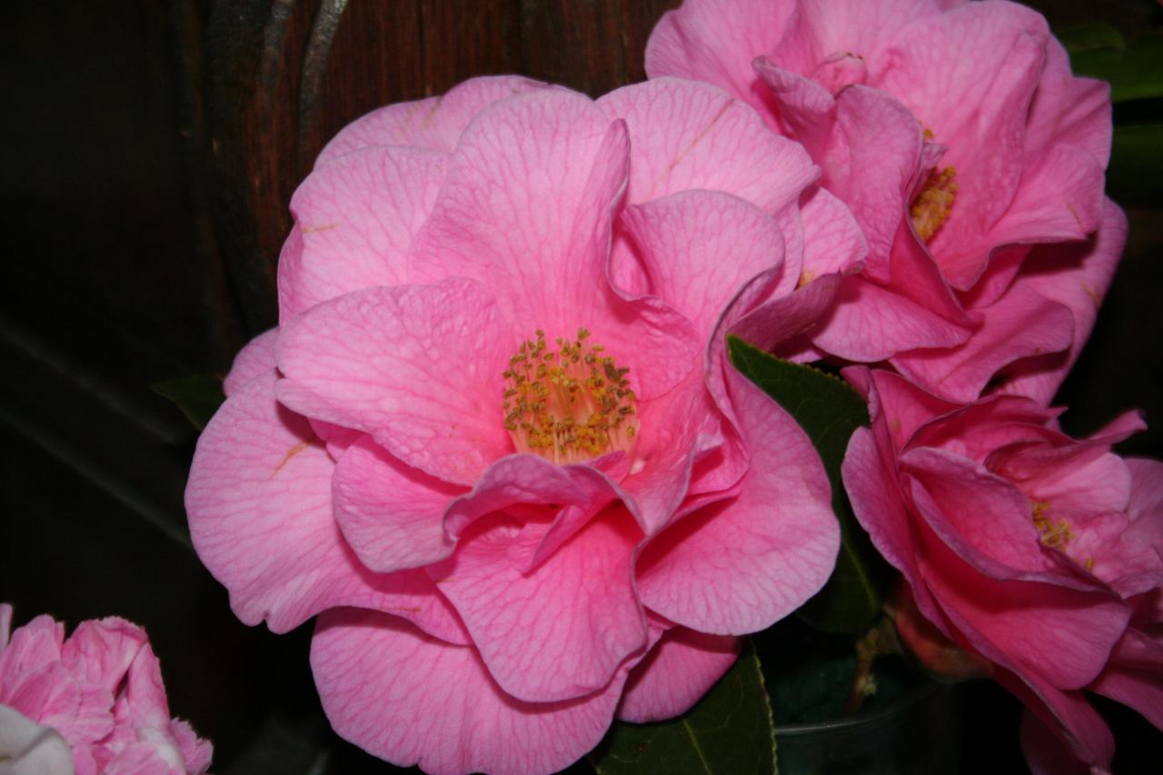 Camellia x williamsii 'Brigadoon'