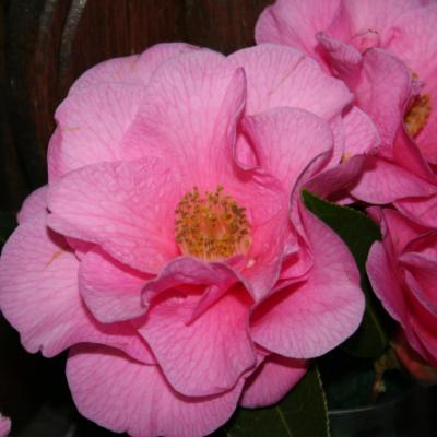 Camellia x williamsii 'Brigadoon'