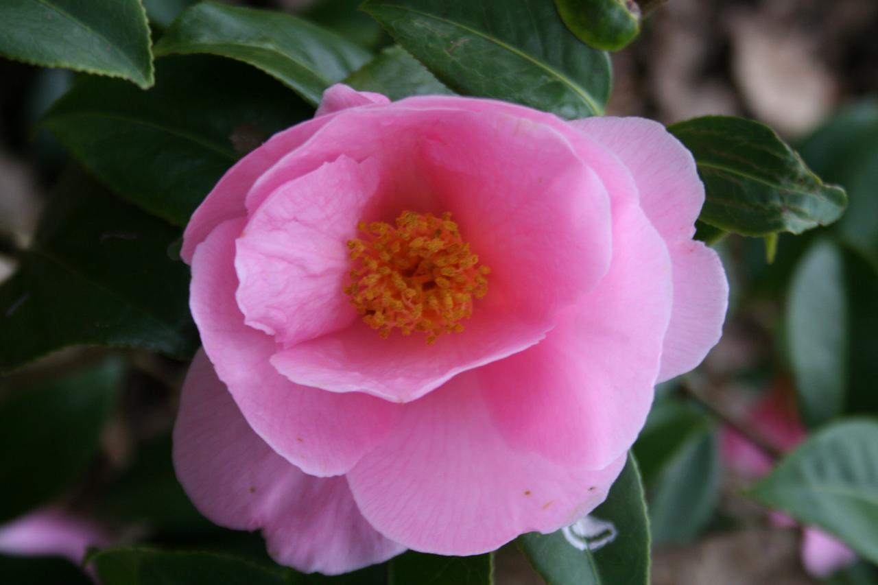 Camellia x williamsii 'Donation'-4-