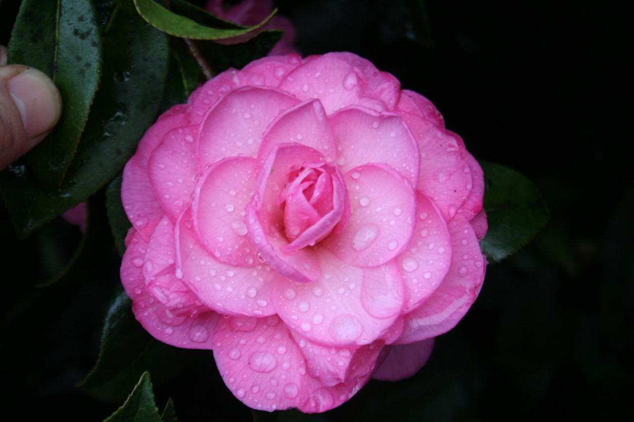 Camellia x williamsii 'Dream Boat'-6-