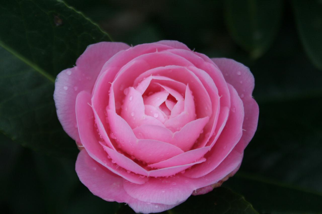 Camellia x williamsii 'E.G. Waterhouse'