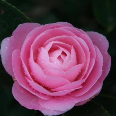 Camellia x williamsii 'E.G. Waterhouse'