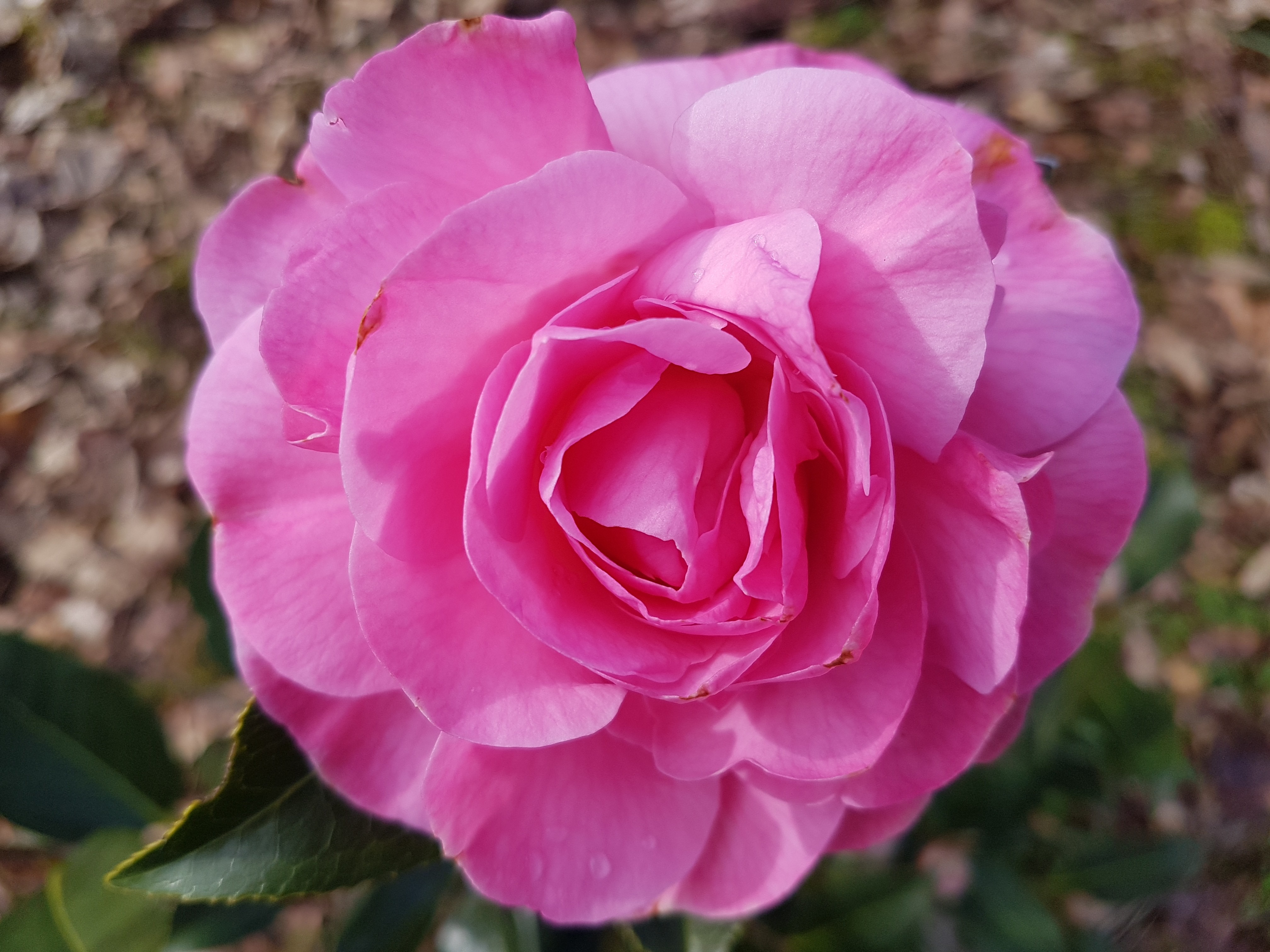 Camellia x williamsii 'Gay Time'
