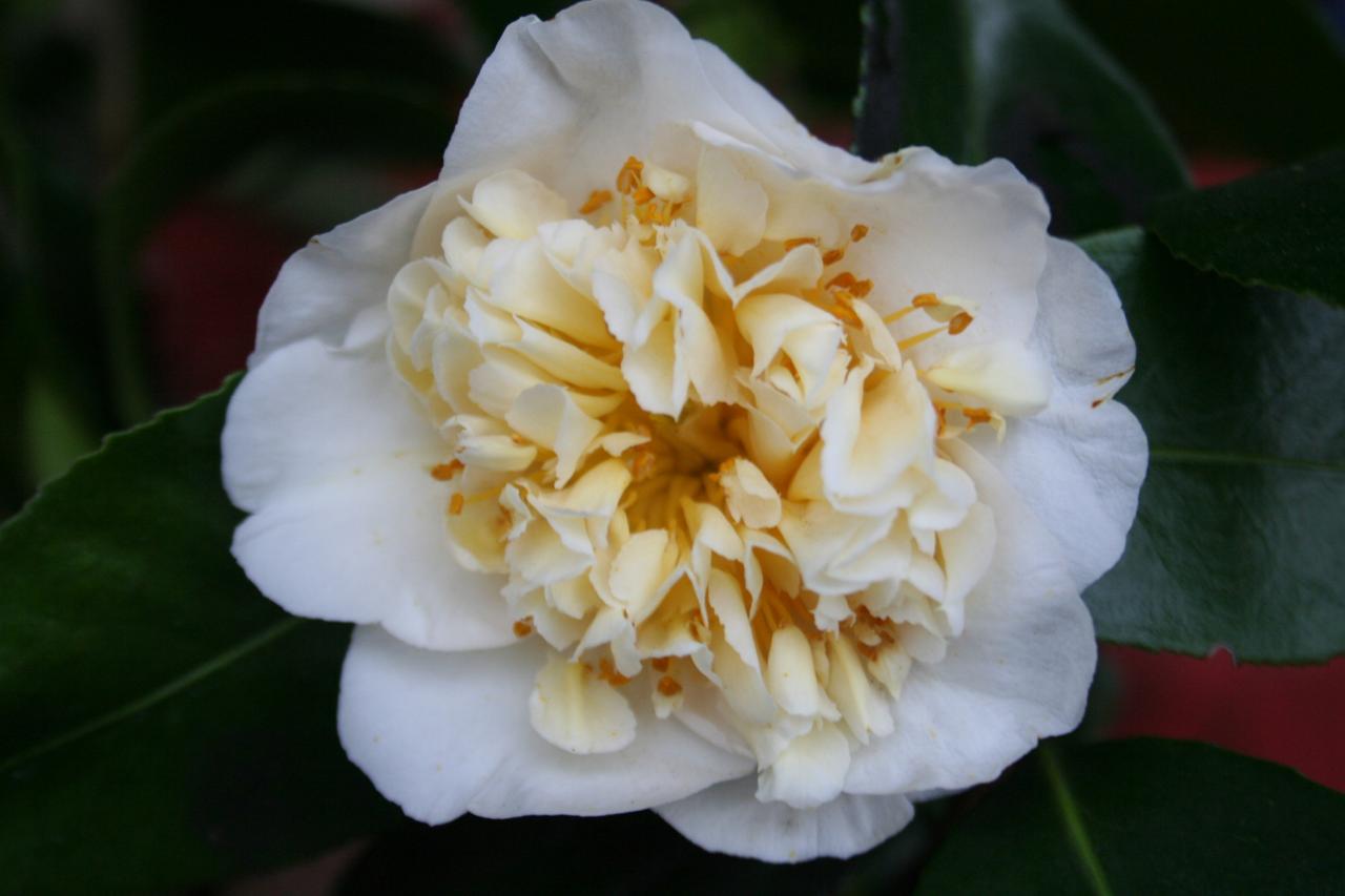 Camellia x williamsii 'Jury's Yellow'-6-