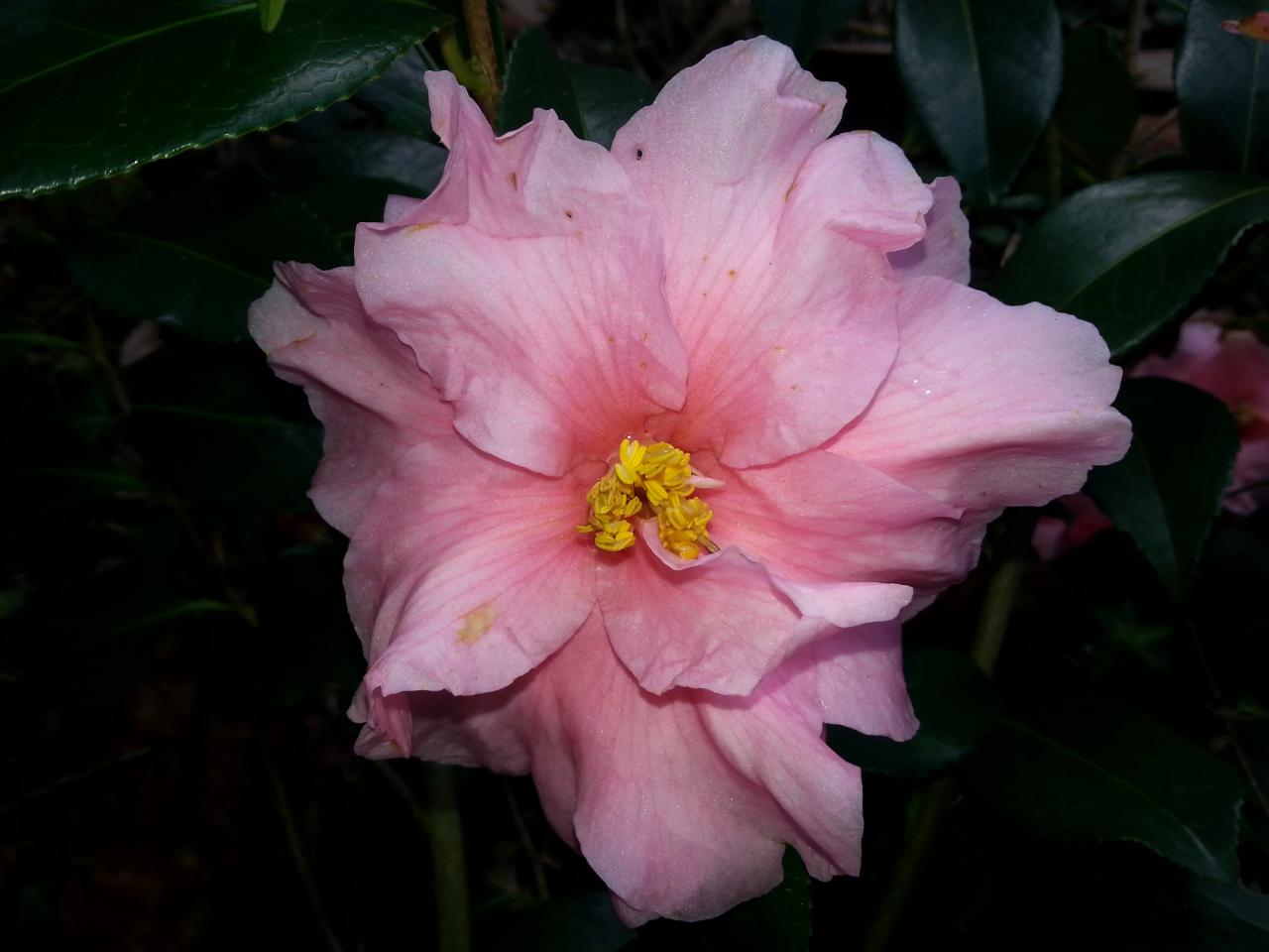 Camellia x williamsii 'Lucky Star'