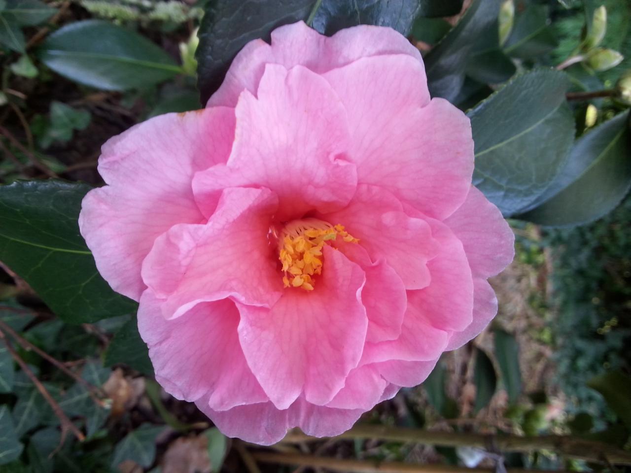 Camellia x williamsii 'Lucky Star'