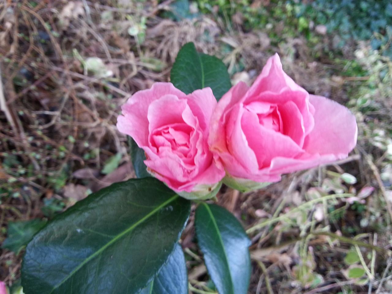 Camellia x williamsii 'Lucky Star'