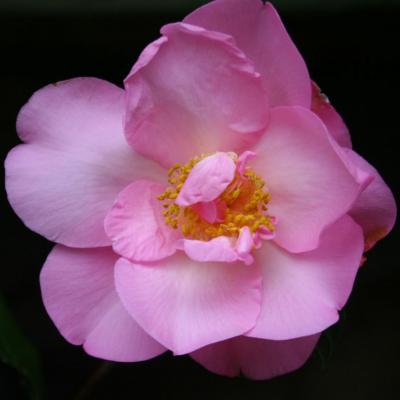 Camellia de printemps hybrides