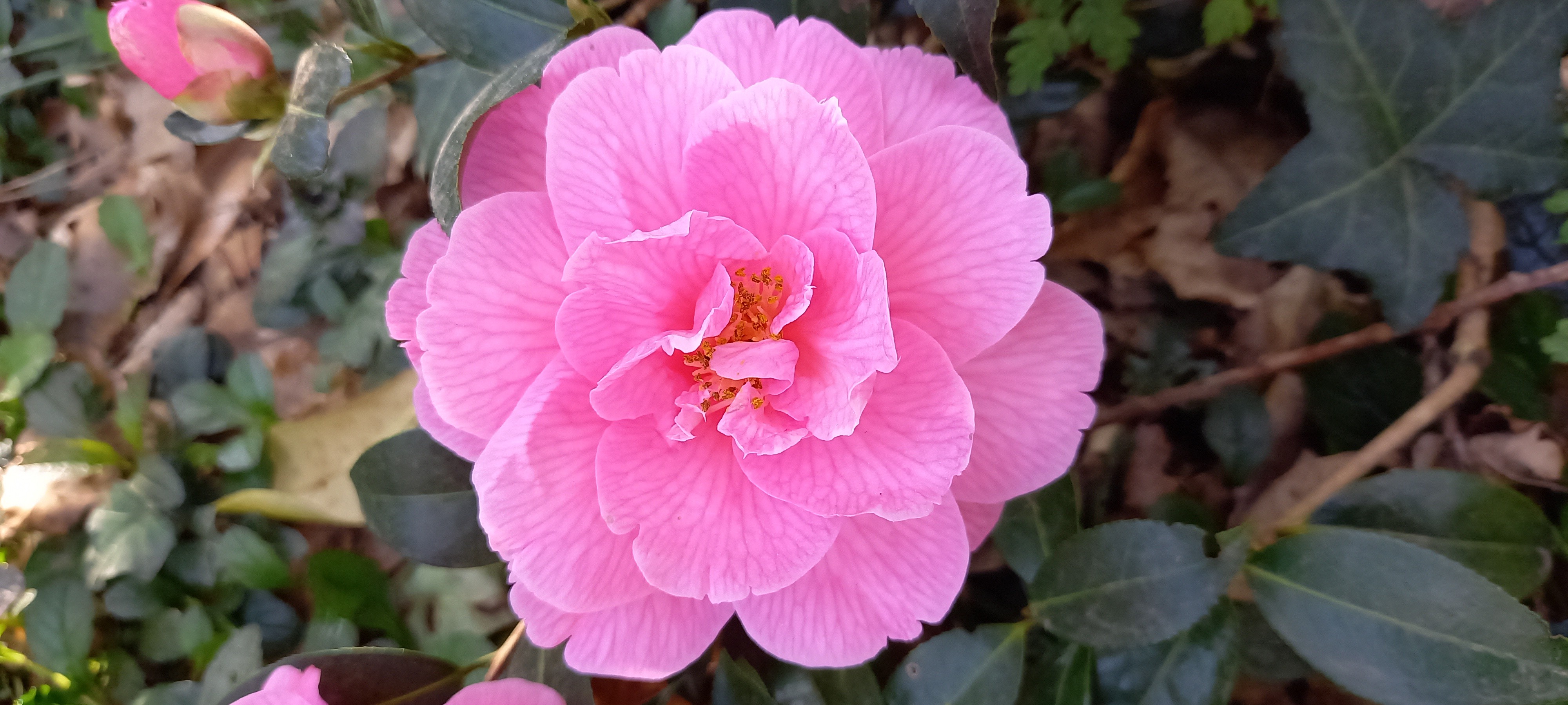 Camellia x williamsii 'Sayonara'