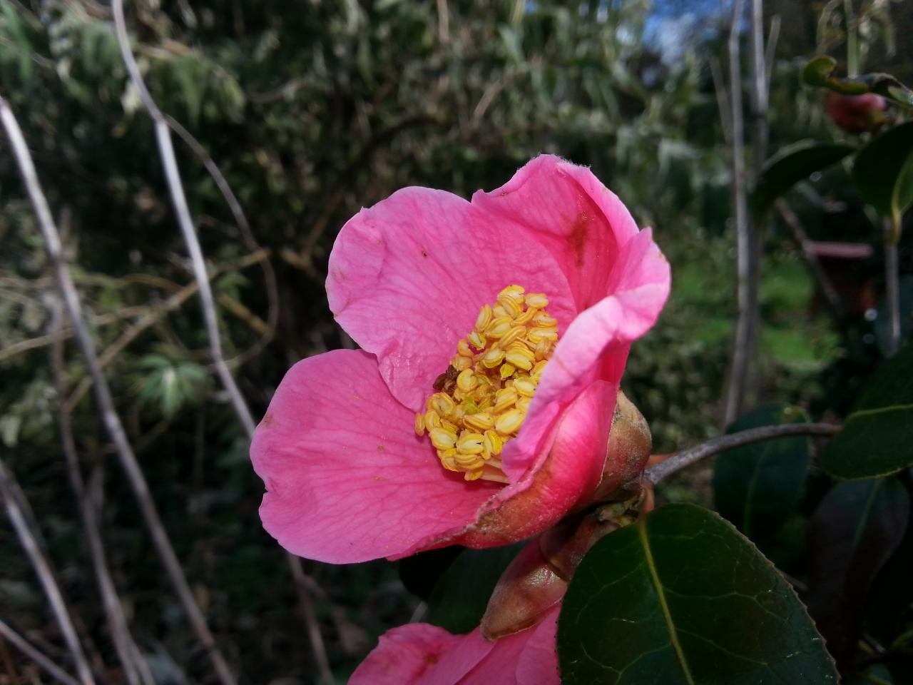 Camellia x williamsii 'St Ewe' (2)