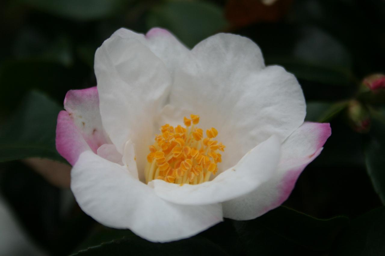 Camellia x 'Yoimachi'-7-