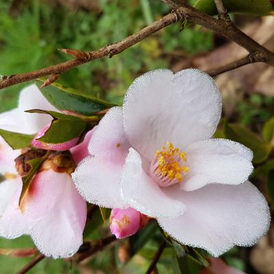 Camellia xpitardii 'Festival of Lights' 