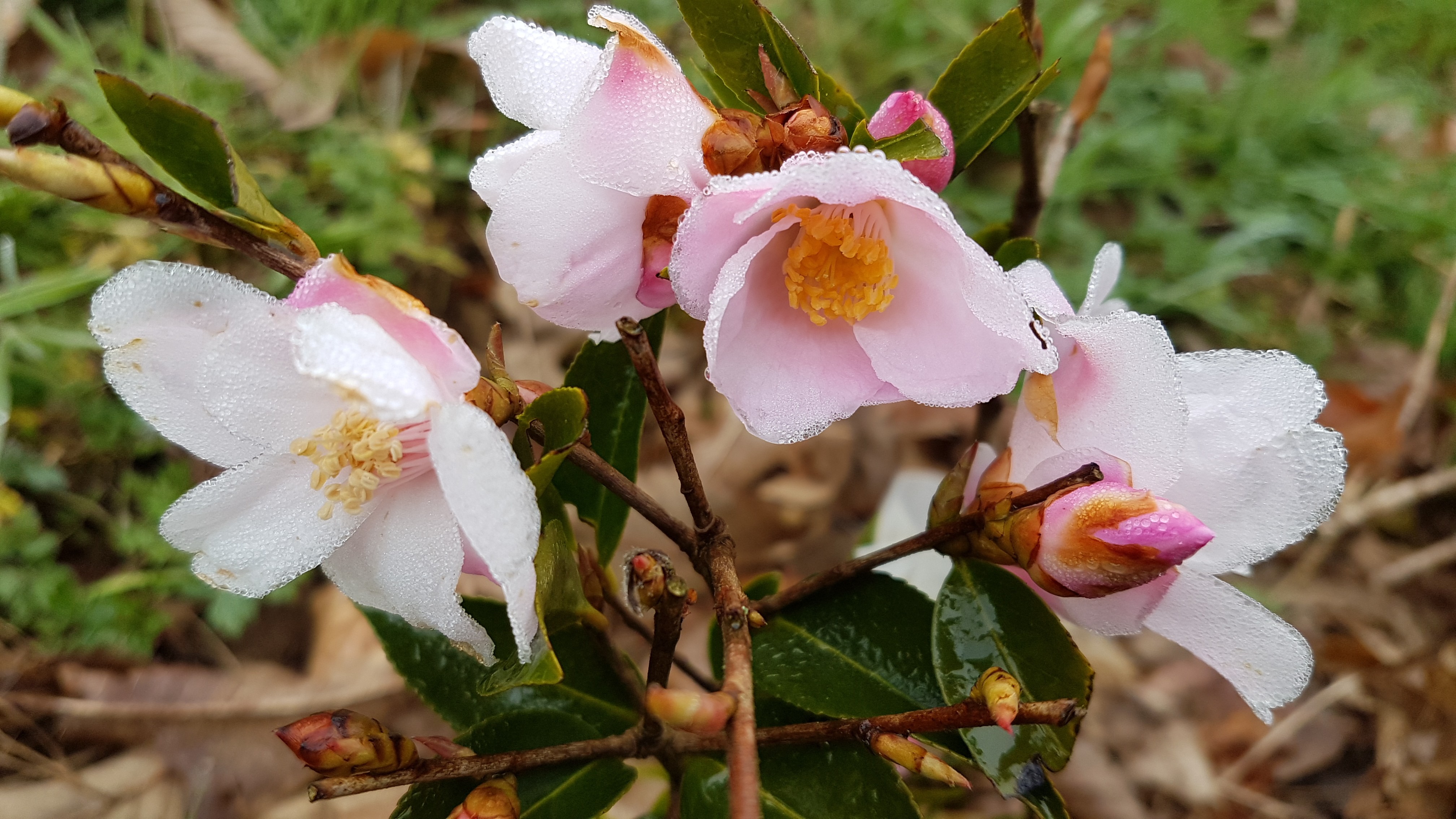 Camellia xpitardii 'Festival of Lights' 