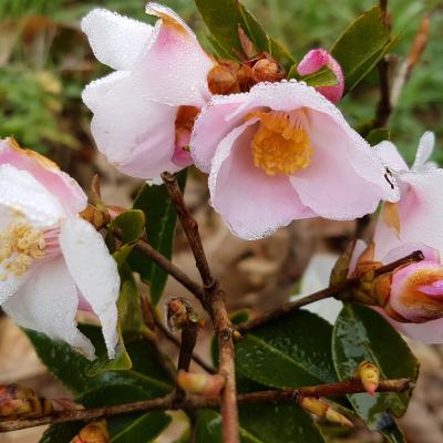 Camellia xpitardii 'Festival of Lights' 