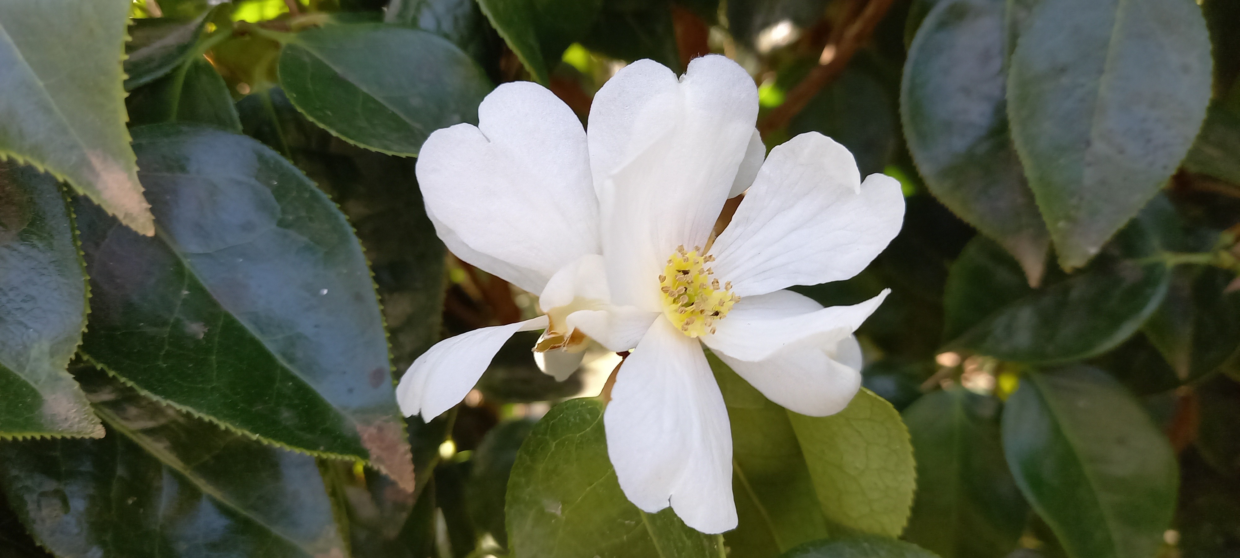 Camellia yuhsienensis