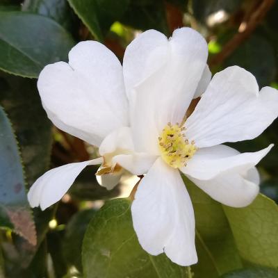 Camellia yuhsienensis 2 