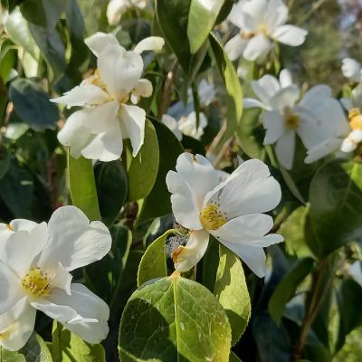 Camellia yuhsienensis