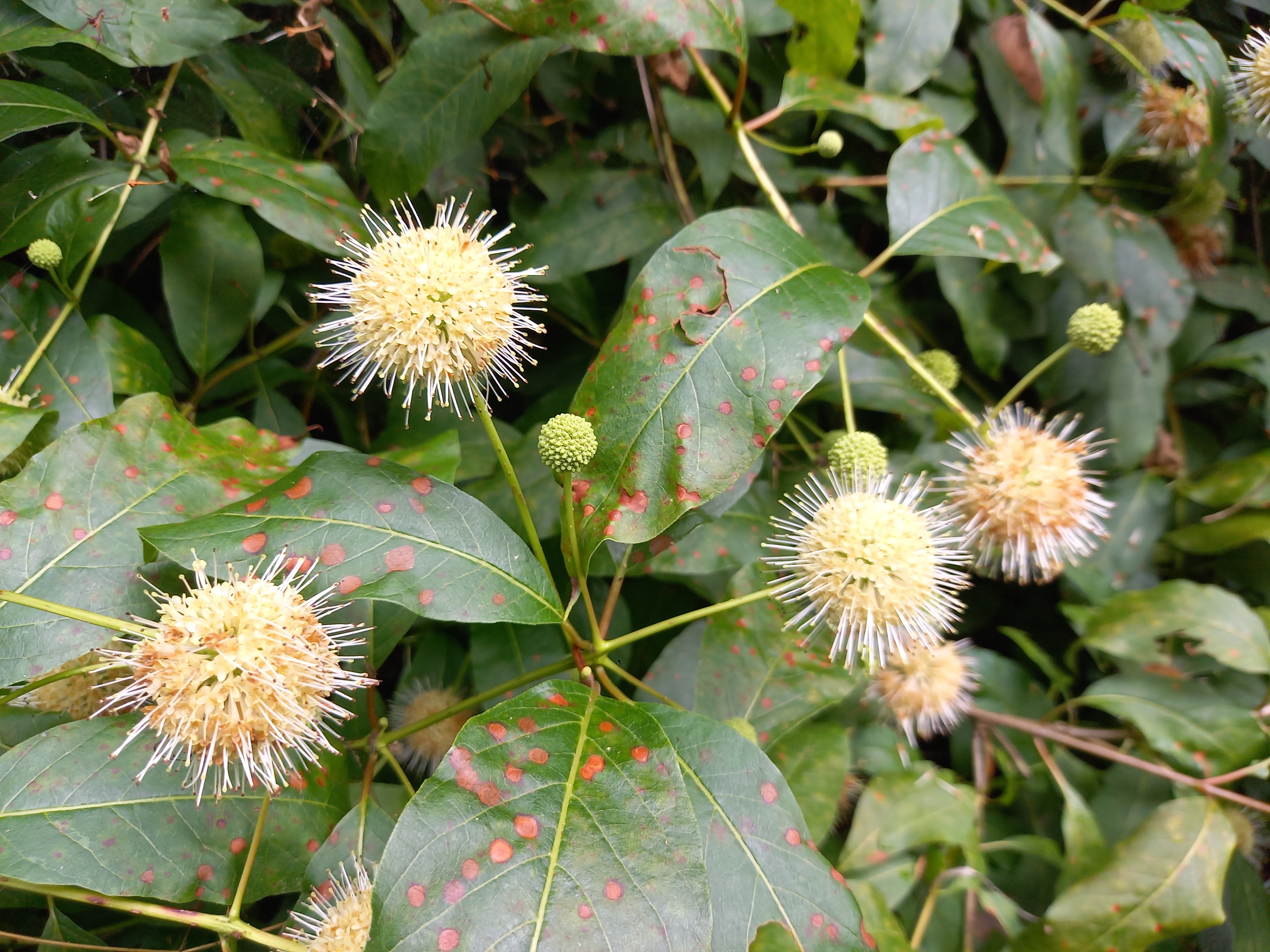 Cephalanthus occidentalis