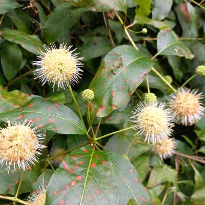 Cephalanthus occidentalis