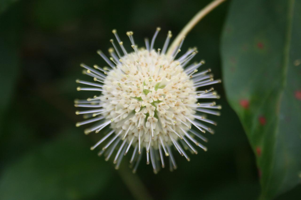 Cephalanthus occidentalis