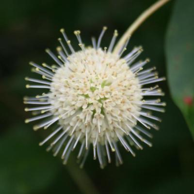 Cephalanthus occidentalis