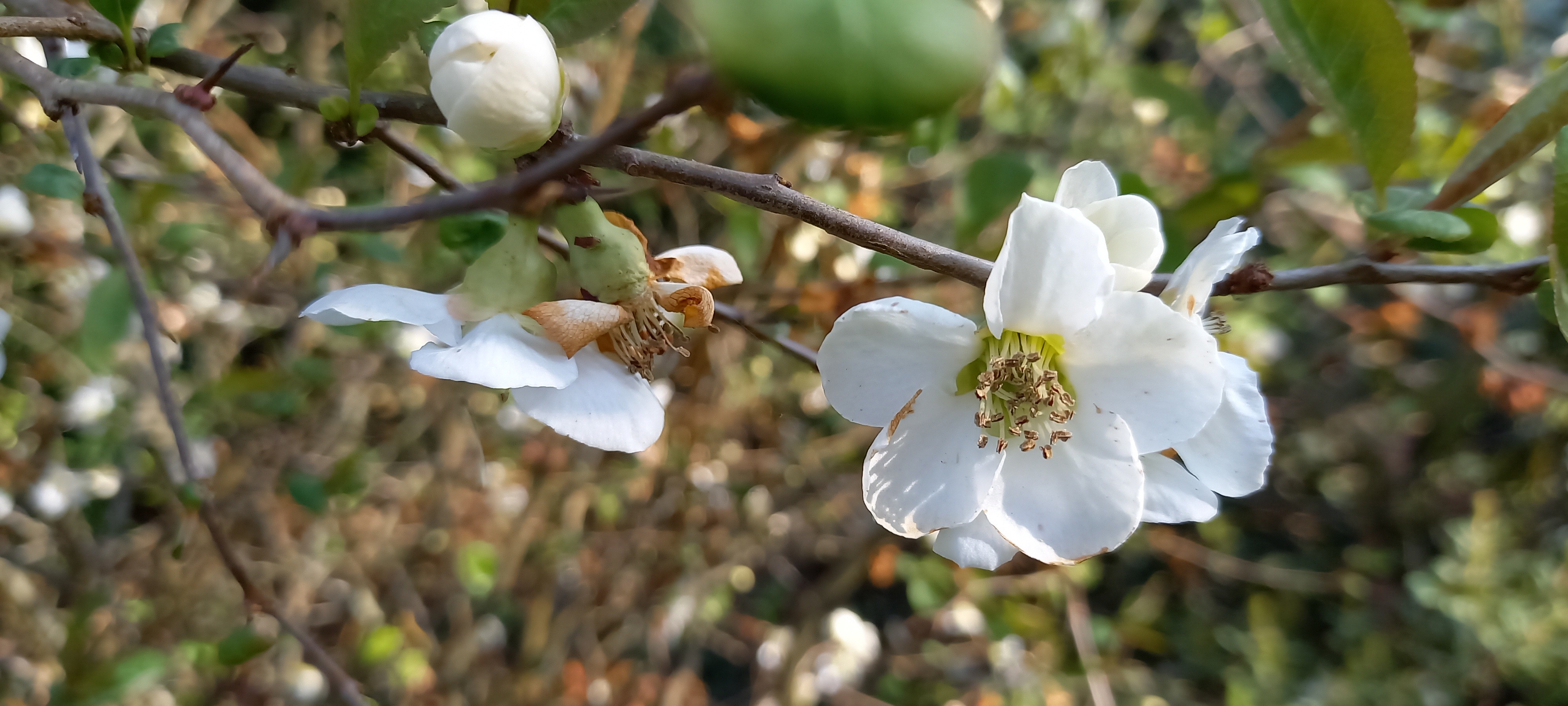 Chaenomeles speciosa 'Nivalis'