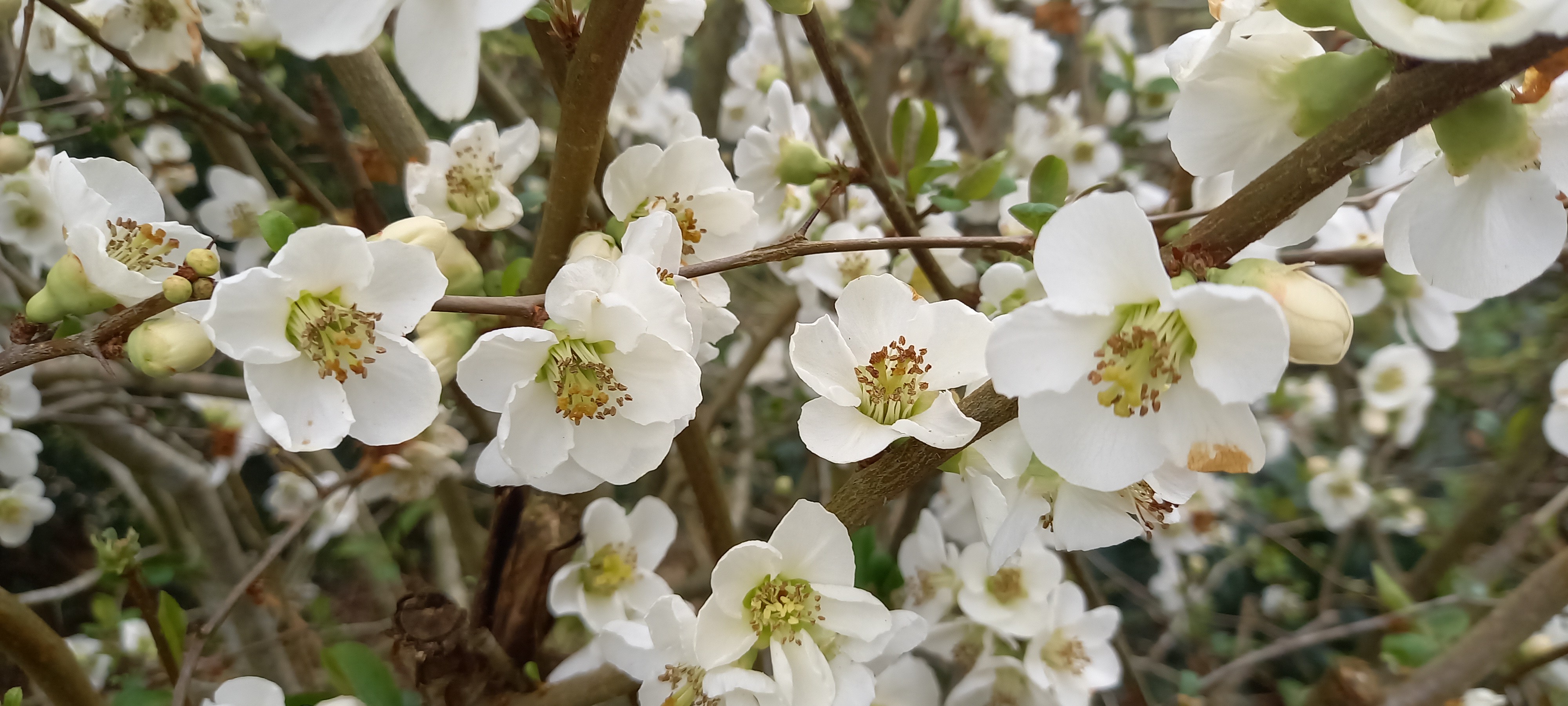 Chaenomeles speciosa 'Nivalis'