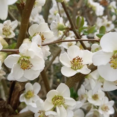 Chaenomeles speciosa 'Nivalis'