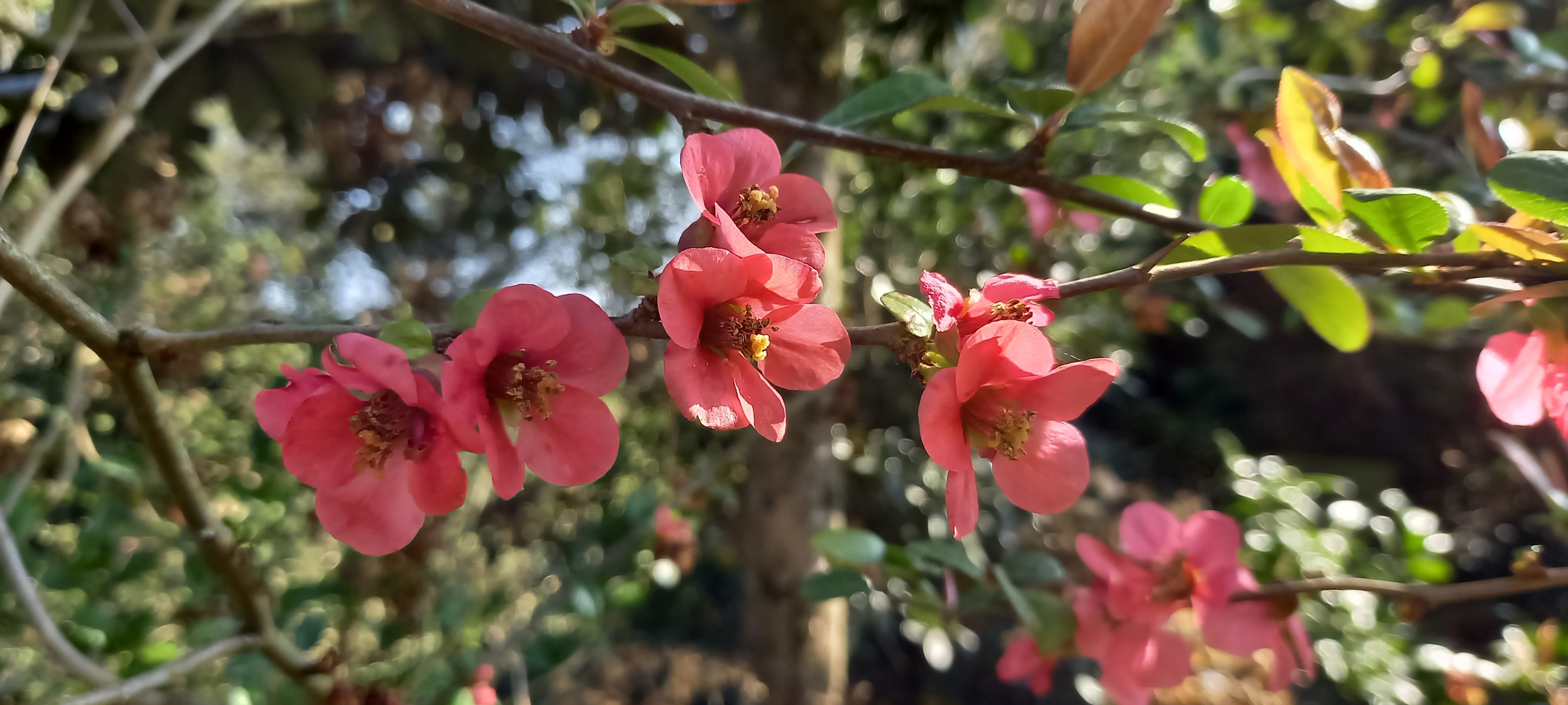 Chaenomeles xsuperba 'Crimson and Gold'