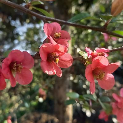 Chaenomeles xsuperba 'Crimson and Gold'