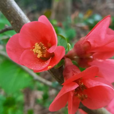 Chaenomeles xsuperba 'Crimson and Gold'