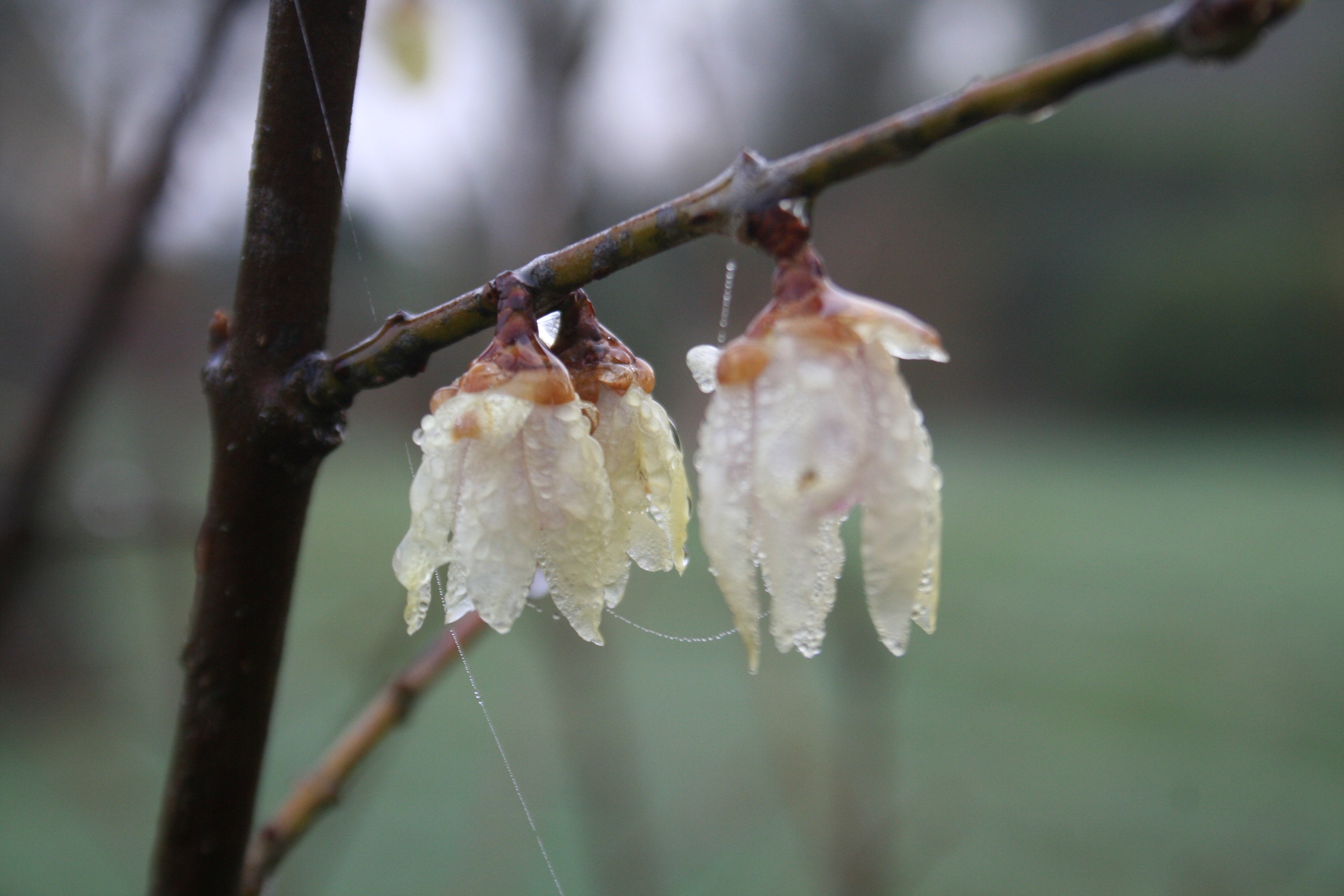 Chimonanthus praecox 