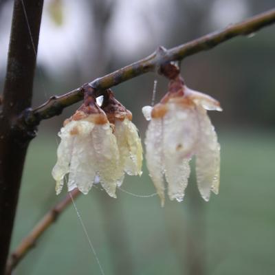 Chimonanthus praecox 