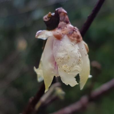 Chimonanthus praecox