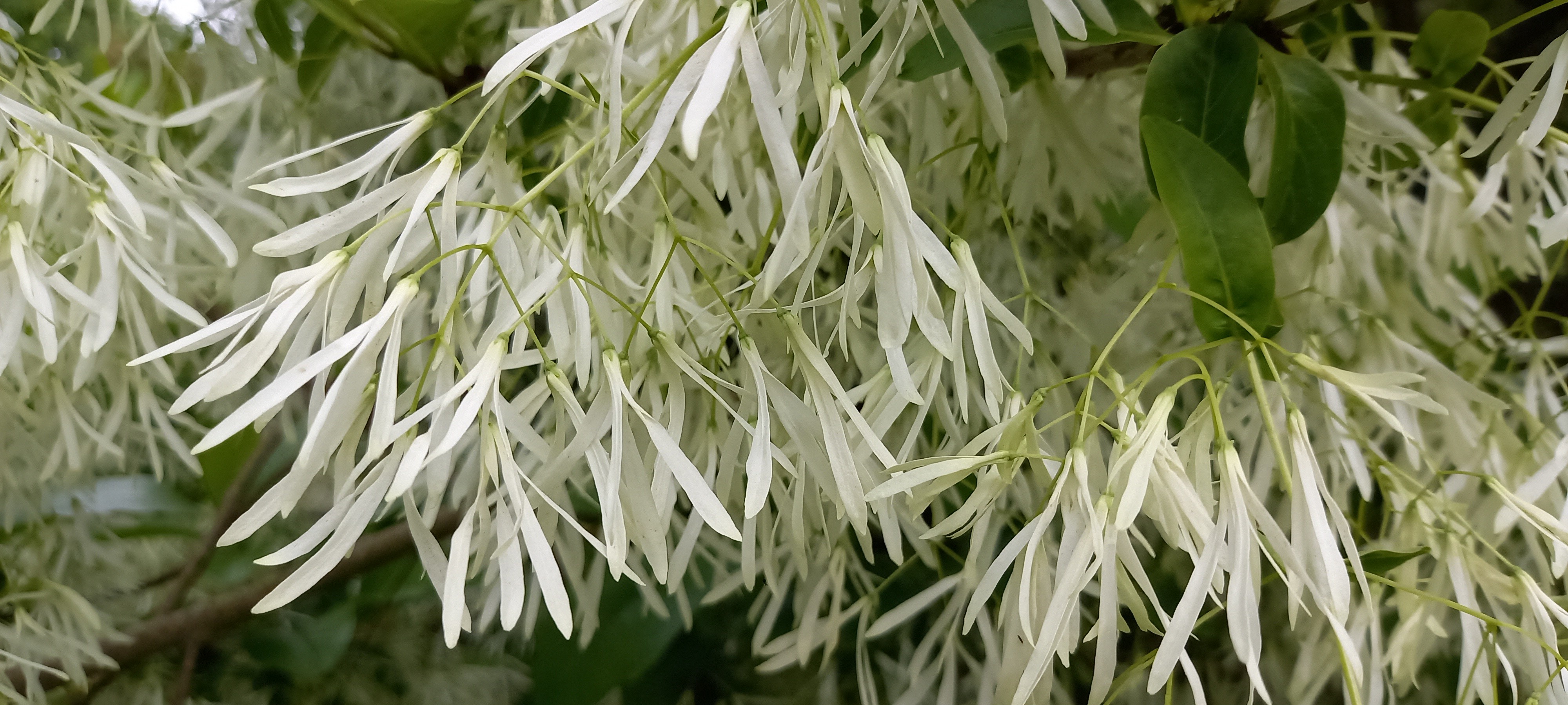 Chionanthus virginicus