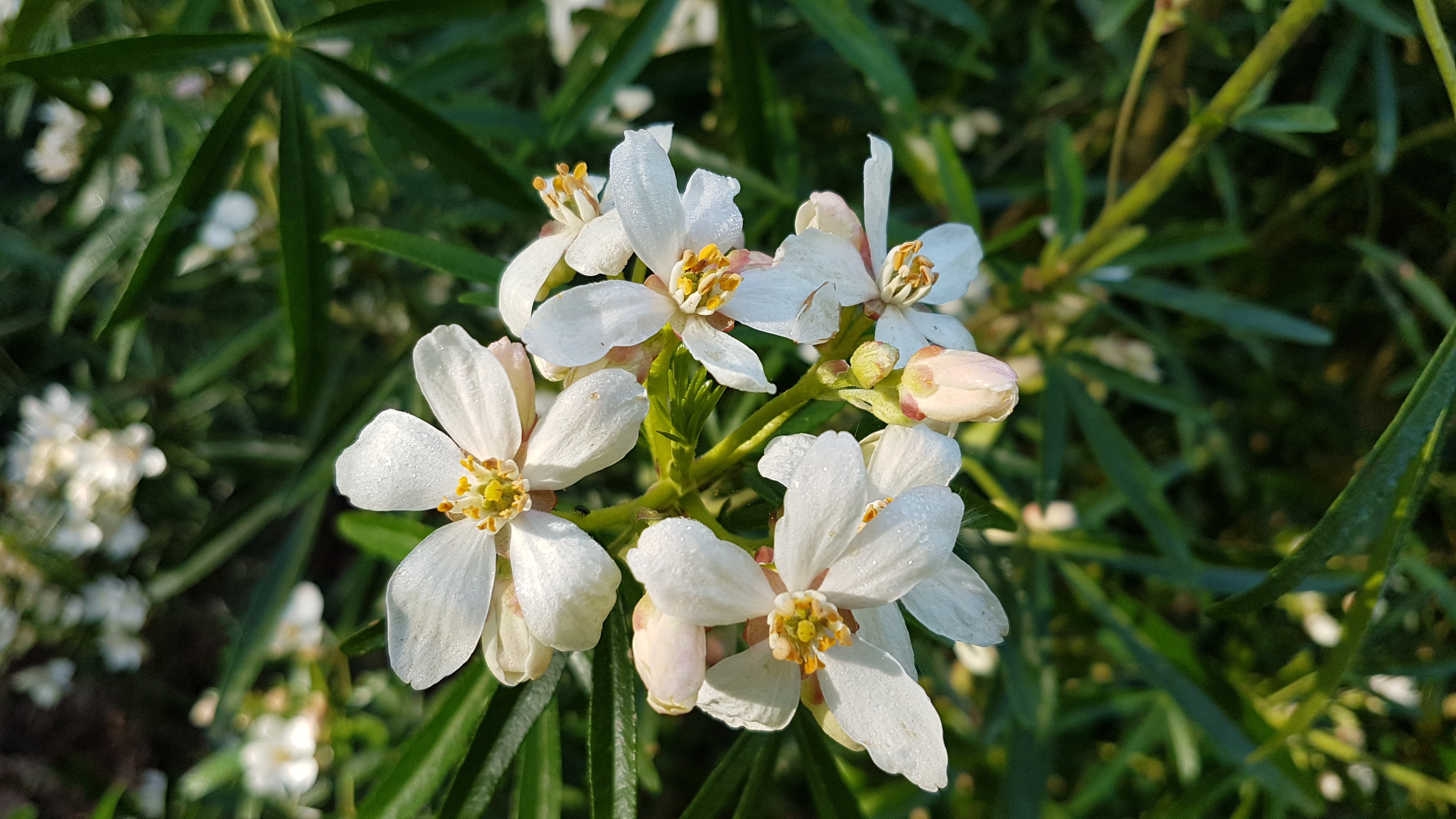 Choisya 'Aztec Pearl'