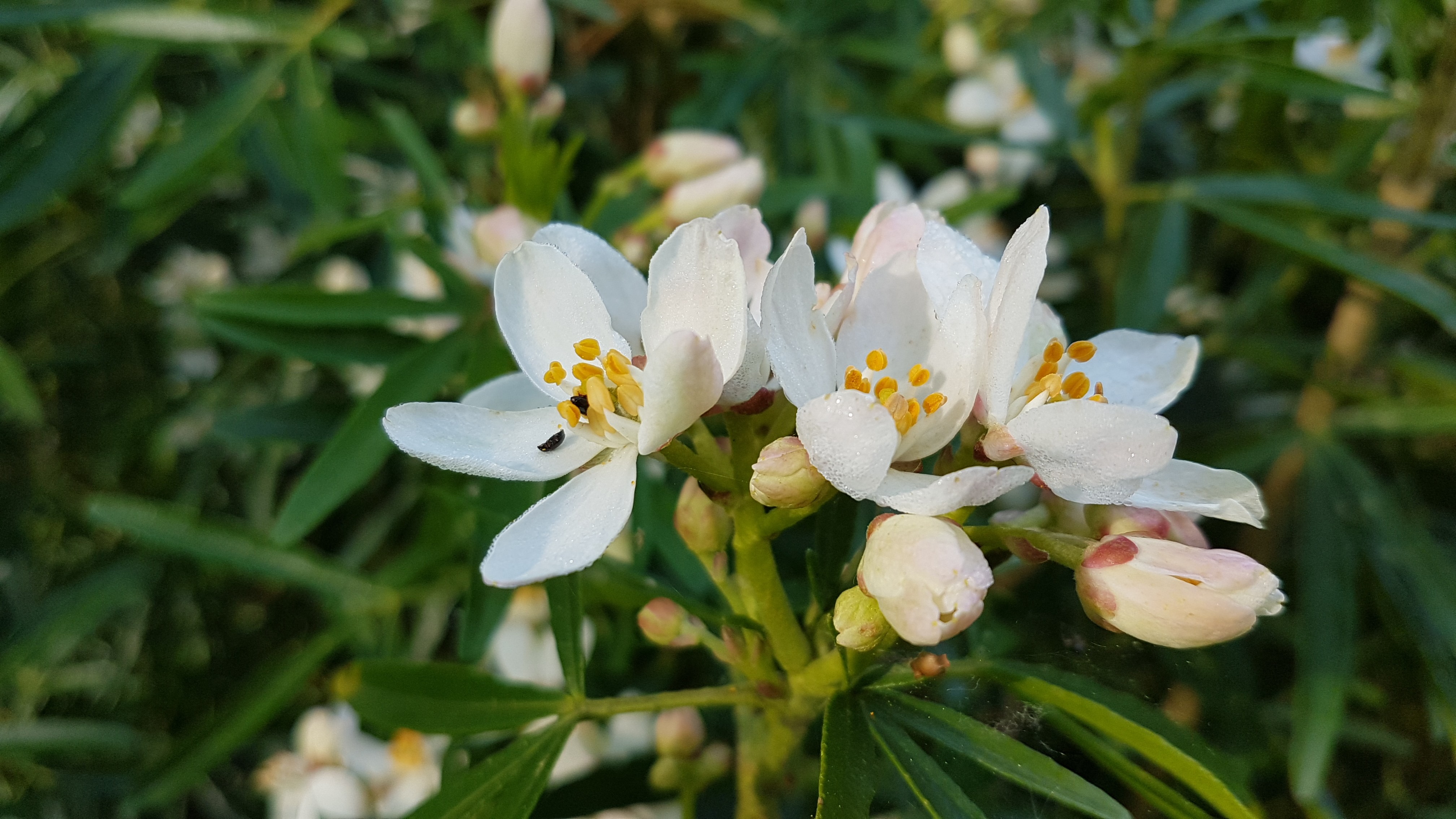 Choisya 'Aztec Pearl'