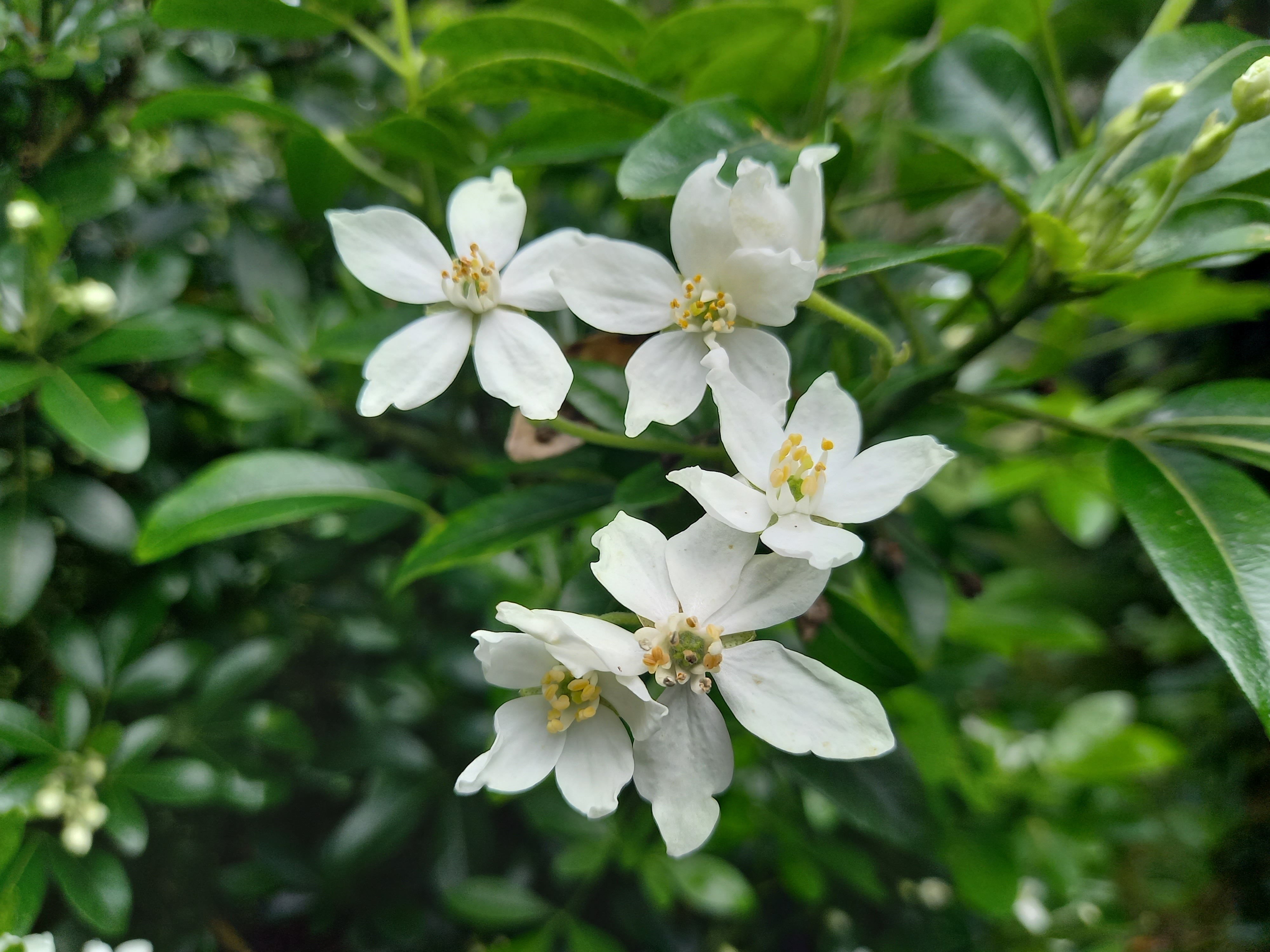 Choisya ternata