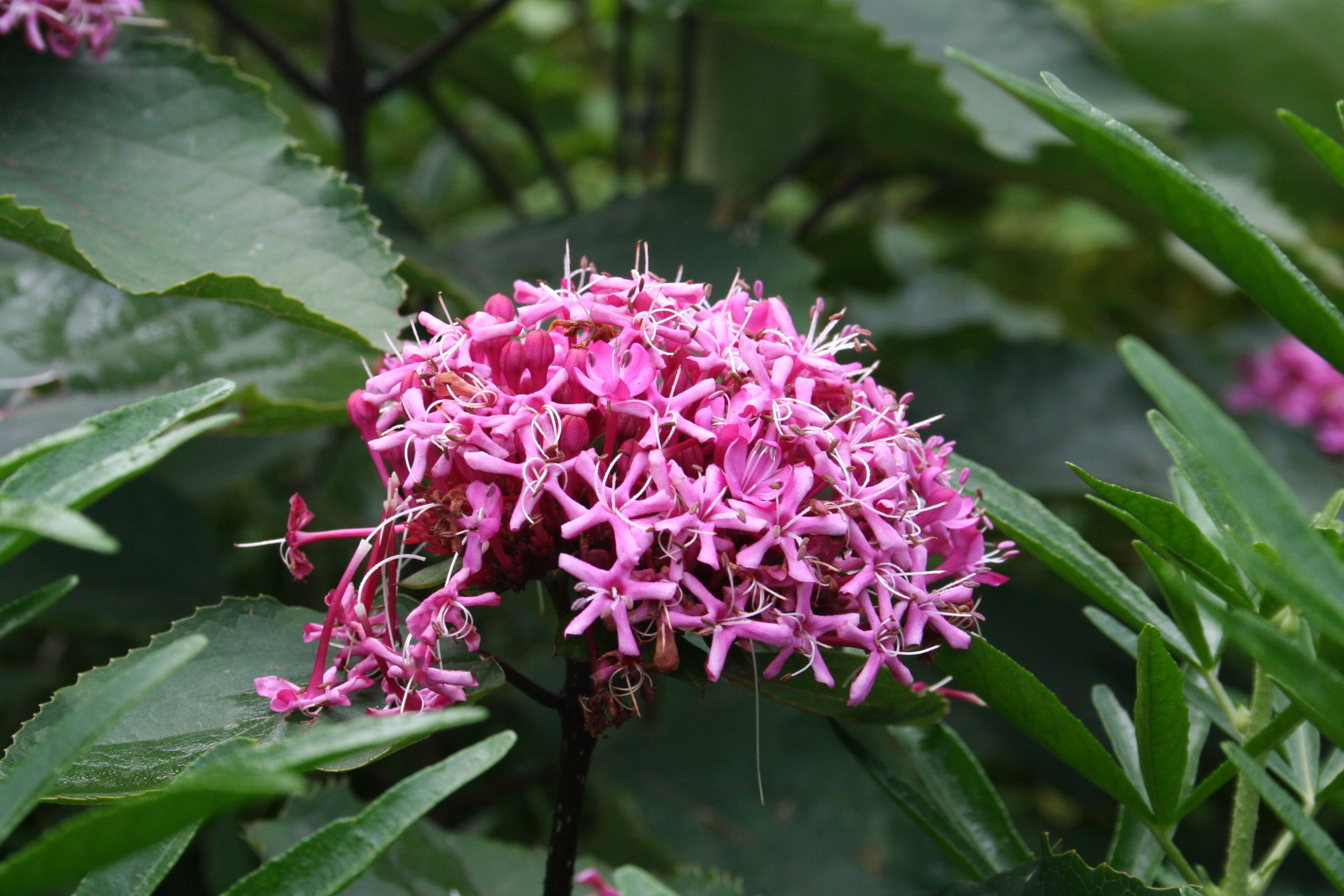 Clerodendrum bungei