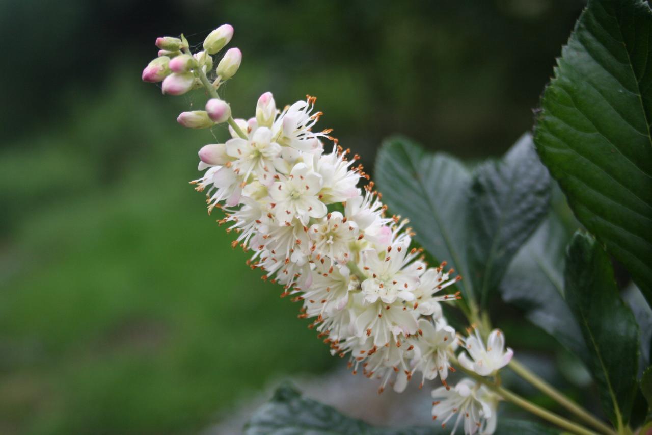 Clethra alnifolia