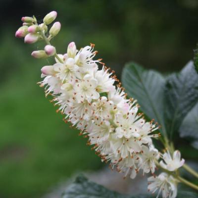 Clethra alnifolia