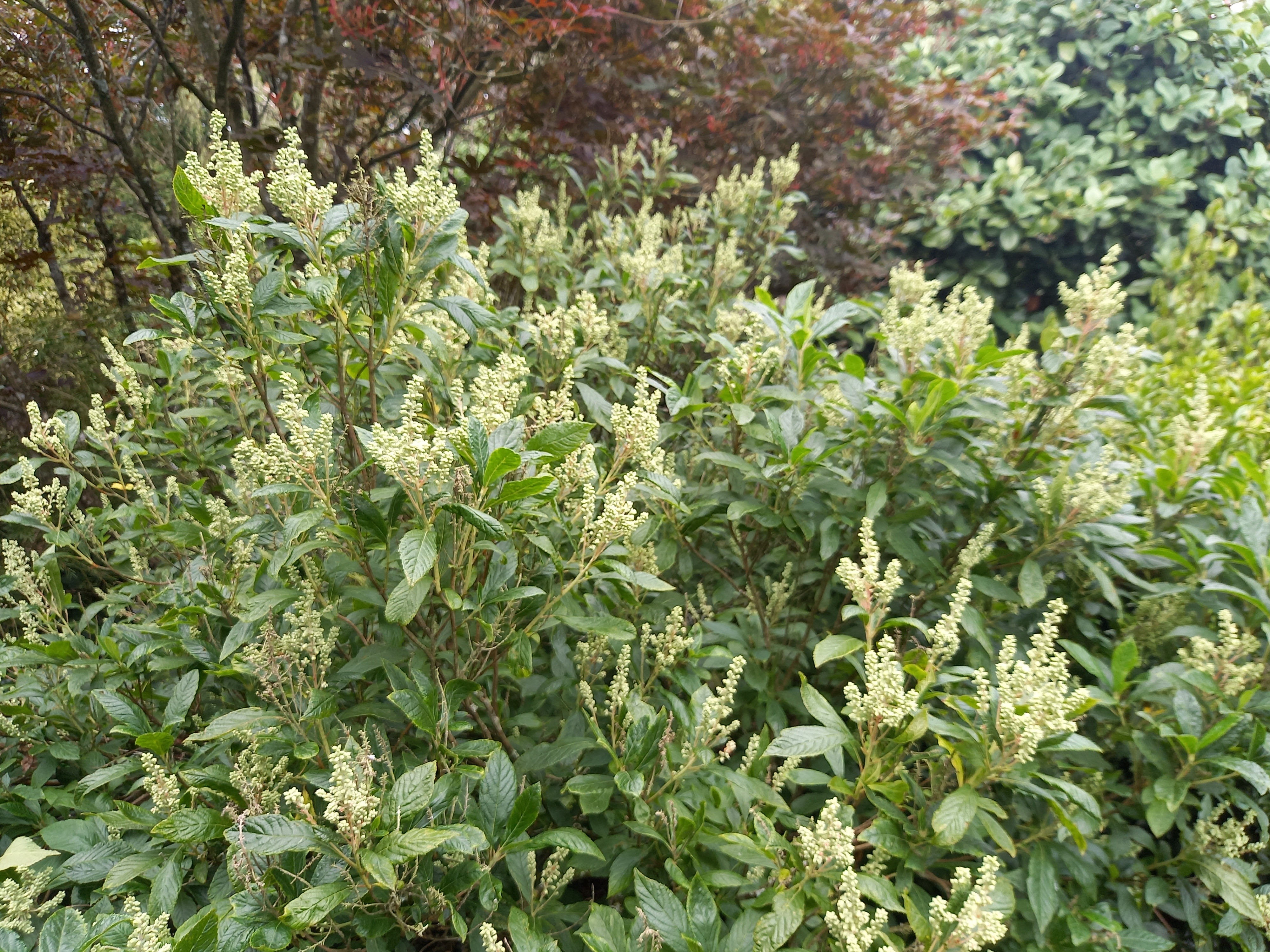 Clethra alnifolia 'Anne Bidwell'