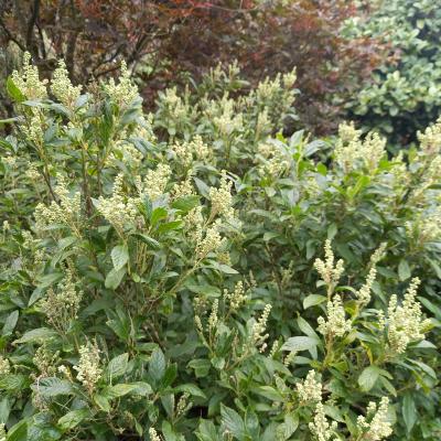 Clethra alnifolia 'Anne Bidwell'