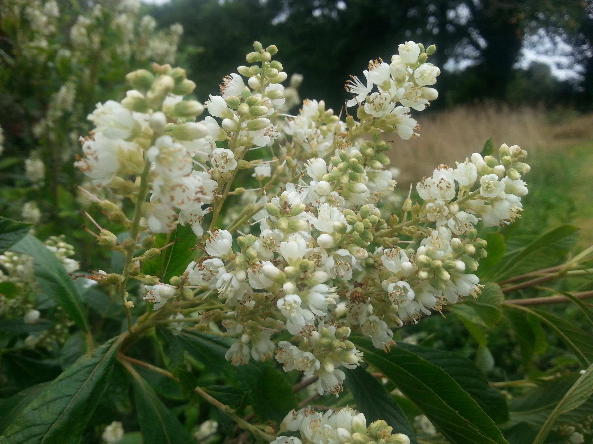 Clethra alnifolia 'Anne Bidwell'