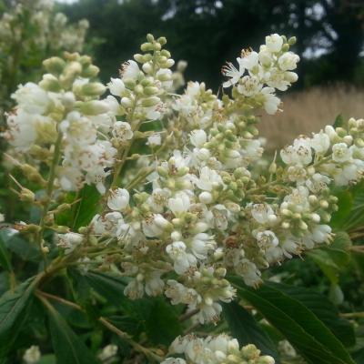 Clethra alnifolia 'Anne Bidwell'